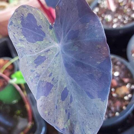 Колоказия BLACK MERLE