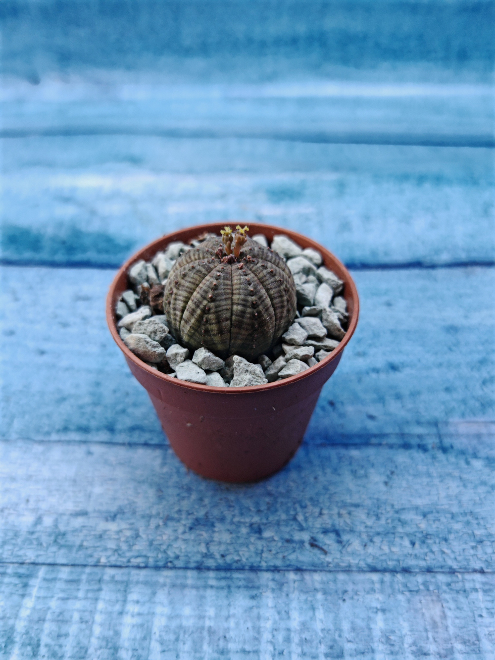 Euphoria Obesa (Эуфорбия)
