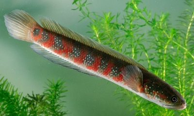 Змееголов Красная Луна