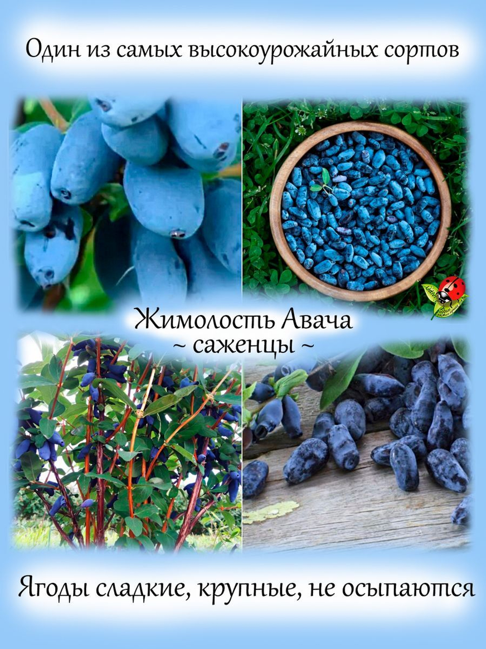 Жимолость Авача съедобная сладкая