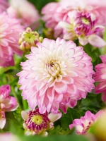 Георгин декоративный Дикси Мелоди