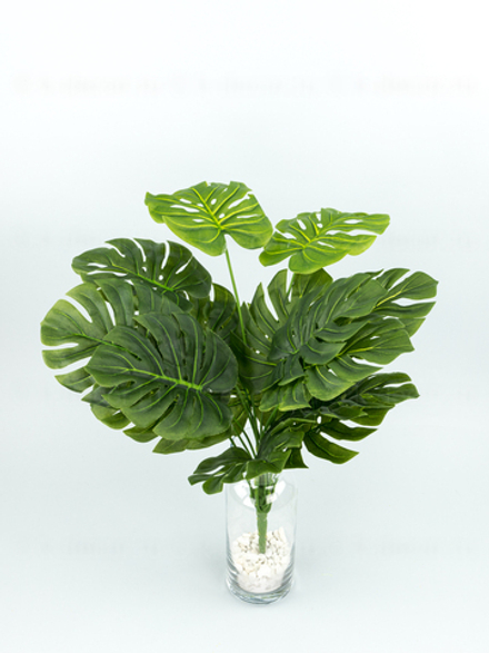 Куст монстеры Биг