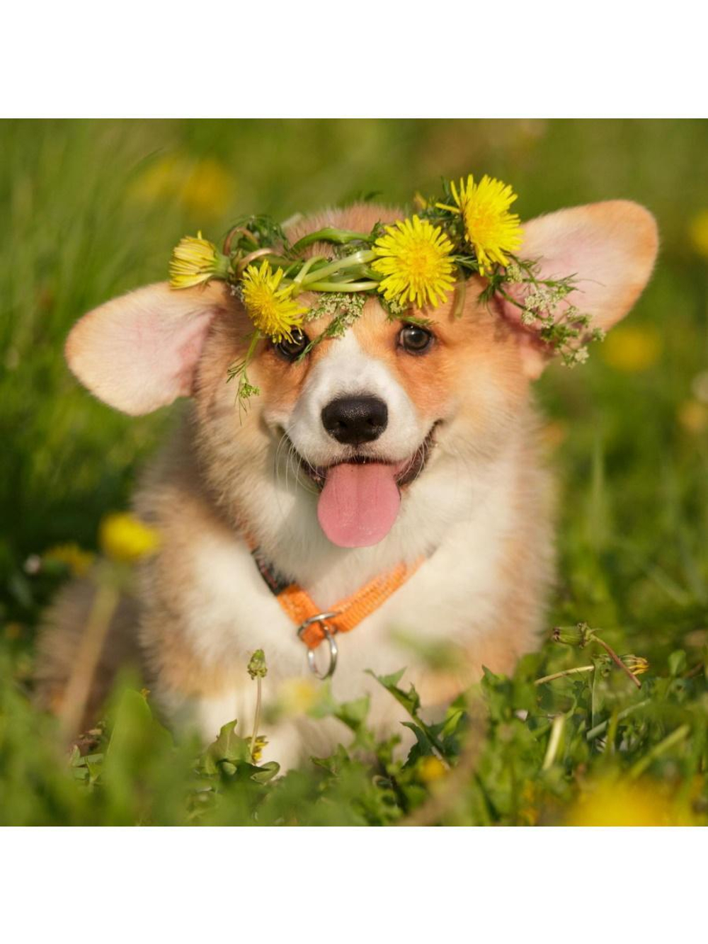 Алмазная мозаика 30х30см. "Летний корги" с полн.заполнен.на подрам. (Арт.НД-1071)