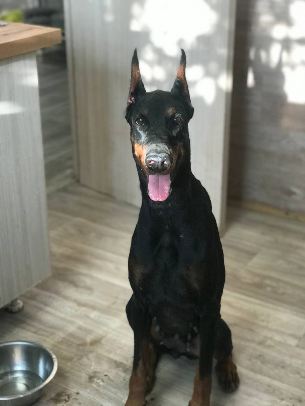 Зоогостиница (передержка) для собак