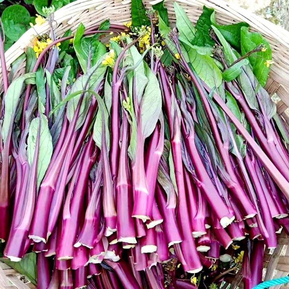 Хуншаньская капуста Косаитаи 金殿 玉 菜 - Нефритовая Сокровищница Золотого Буддийского Храма Баотун
