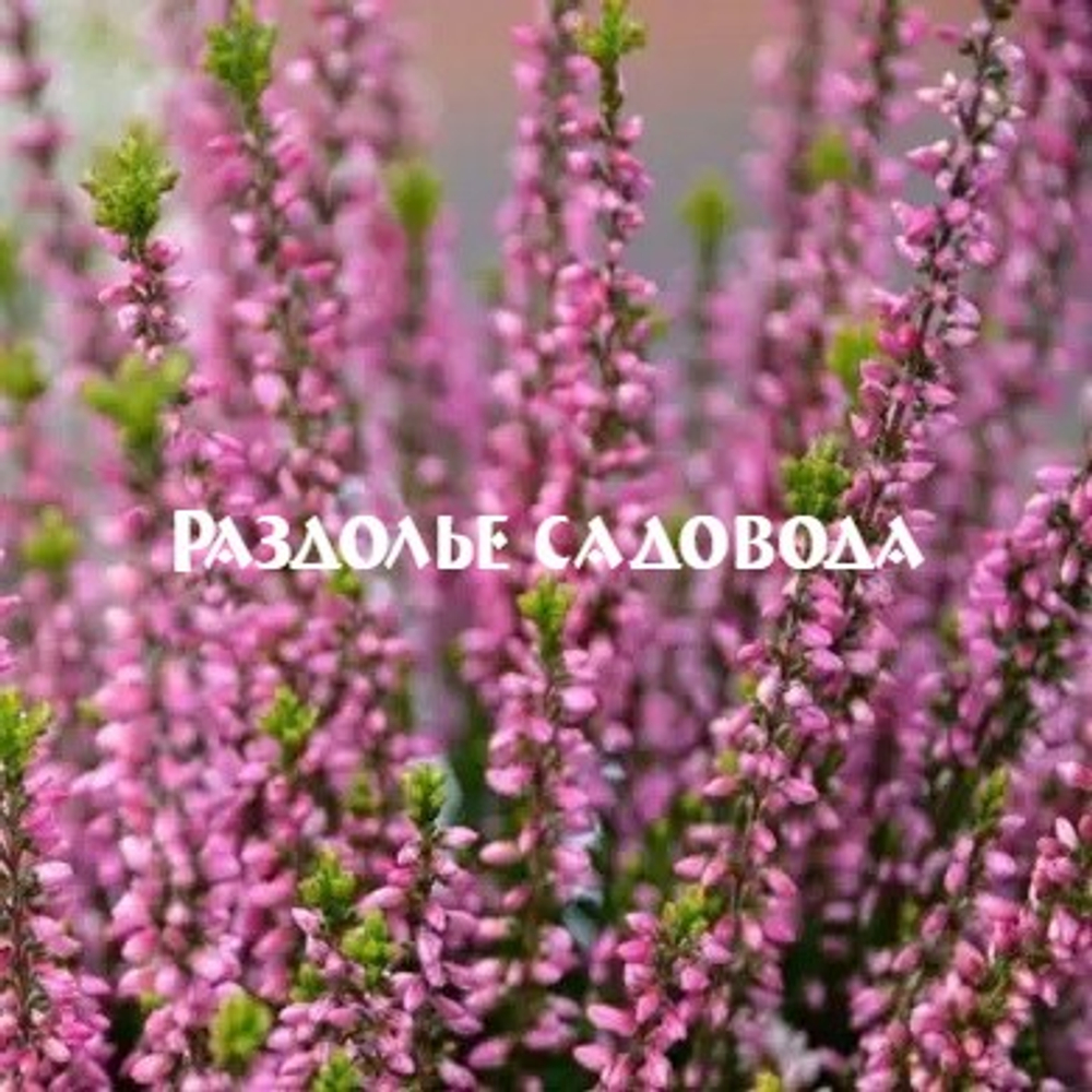 Вереск Пересвет