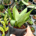 Сансевиерия SEA FOAM