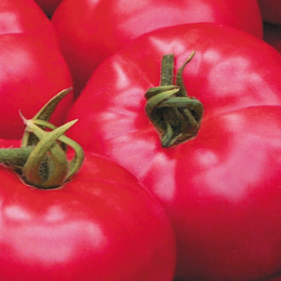 Афен F1 семена томата индетерминантного (Clause / Клос) культура – фото 3