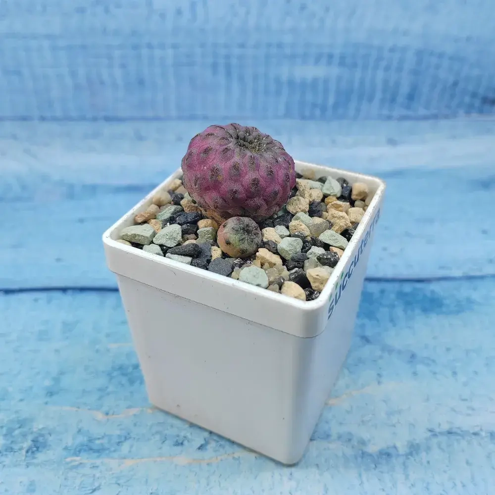 Sulcorebutia rauschii (Сулькоребуция)