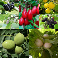 Другие культуры