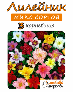 Лилейник Корневище, микс сорта, 3 шт