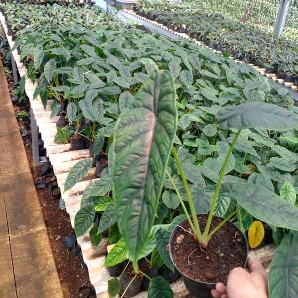 Алоказия PUNCAK BORNEONESIS