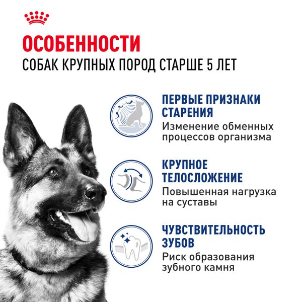 Уценка! Срок 05.07.26/ Сухой корм Royal Canin Maxi Adult 5+ для взрослых собак крупных размеров от 5 лет до 8 лет