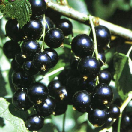 Смородина черная Черная жемчужина (2-летняя) ЗКС