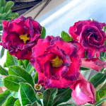 Адениум обесум 377