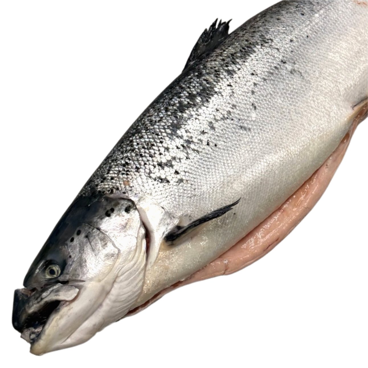 Семга охлажденная тушка 5/6 кг