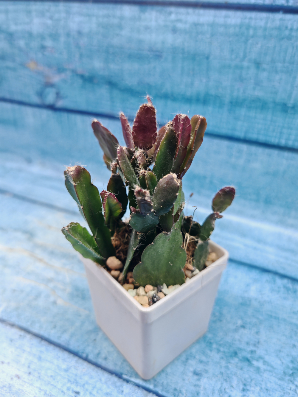 Rhipsalis Augundis (Рипсалис)