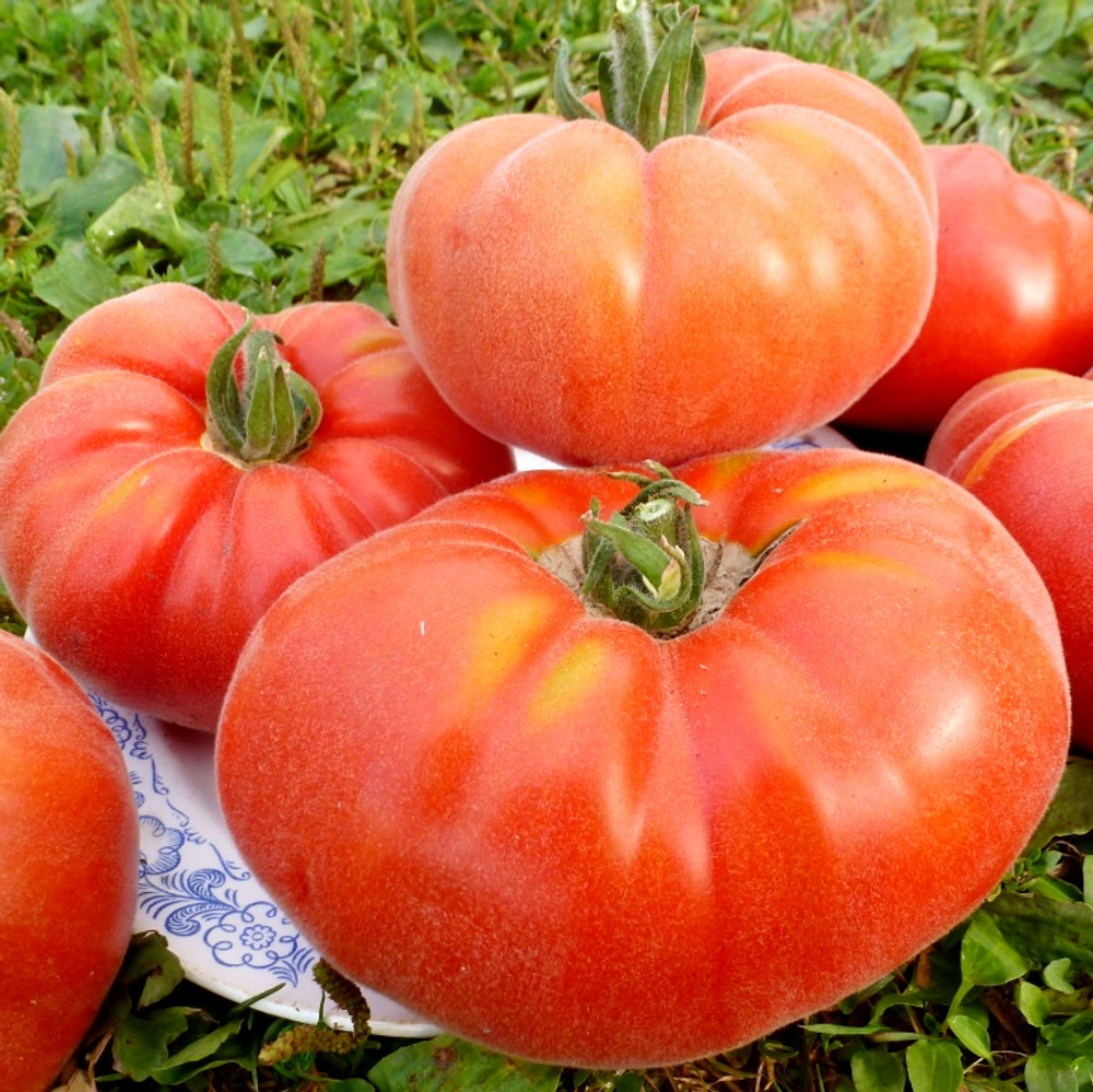 Помидоры Абрикос