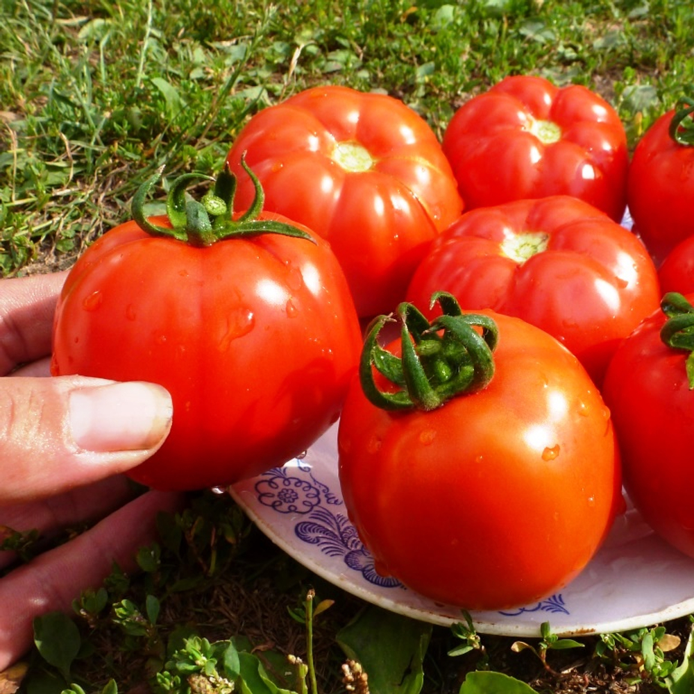 Помидоры – Горский Красный