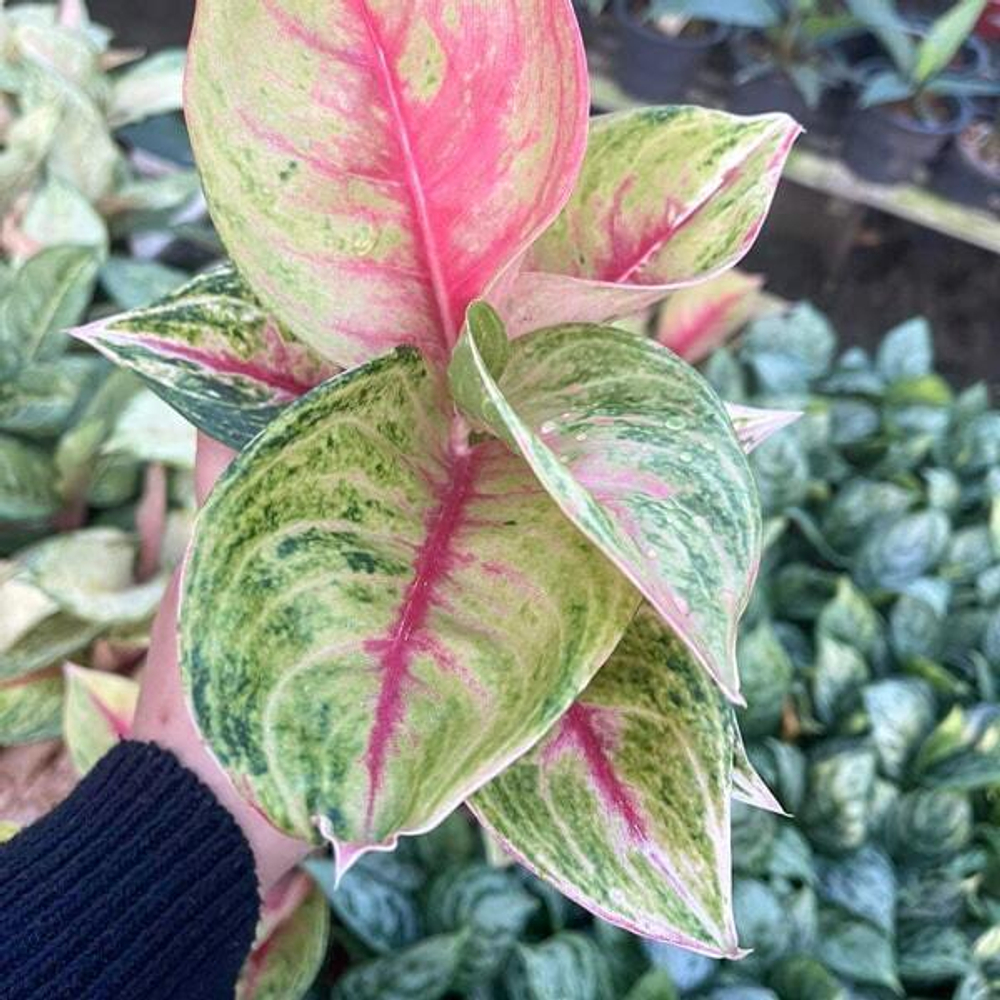 Аглаонема SIAM DIAMOND