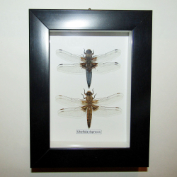 Стрекоза в рамке