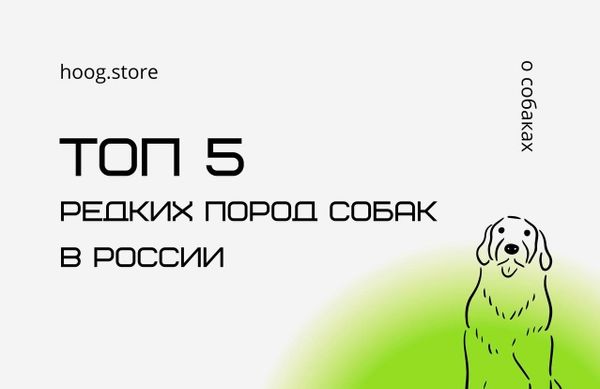 ТОП 5 редких пород собак в России