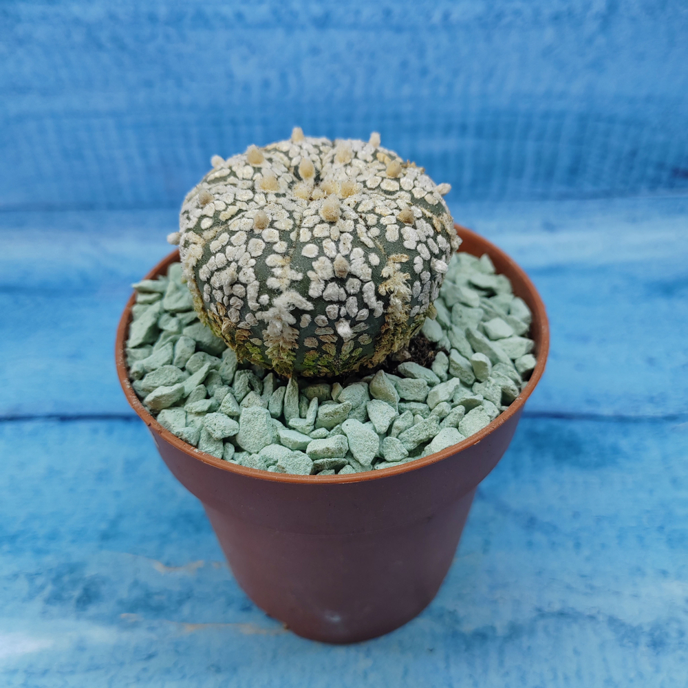 Astrophytum Asterias "Super Kabuto" (Астрофитум)