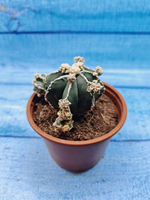 Astrophytum Myriostigma "Hakujo Fukuryu" (Астрофитум)