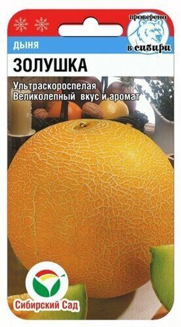 Дыня