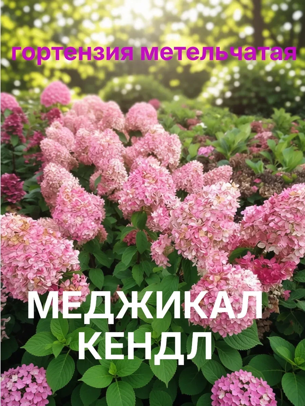 Меджикал Кэндл гортензия метельчатая