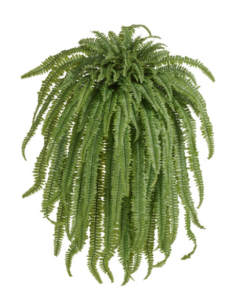 Папоротник Бостон Новый свисающий Гигант