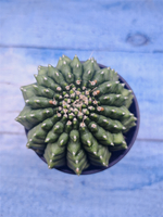 Gymnocalycium Spineless (Гимнокалициум)