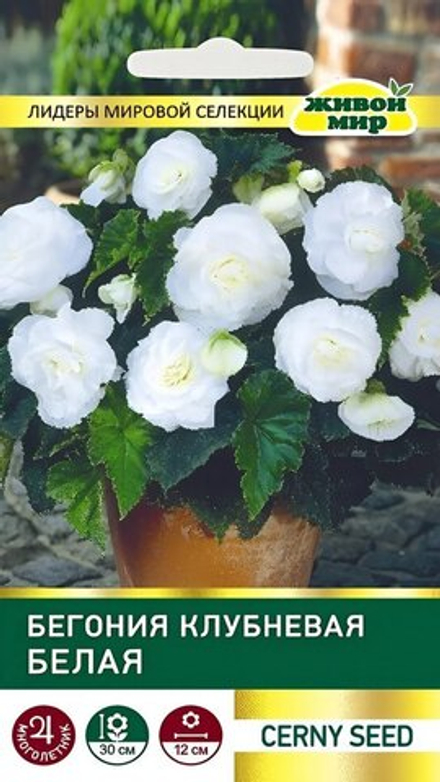 Бeгoния клубневая "ЖМ. Белая" 10шт, Чехия.