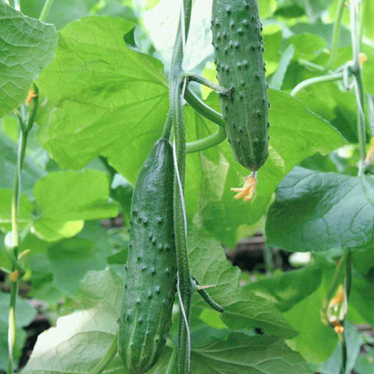 Эстафета F1 семена огурца пчелоопыляемого (Гавриш)