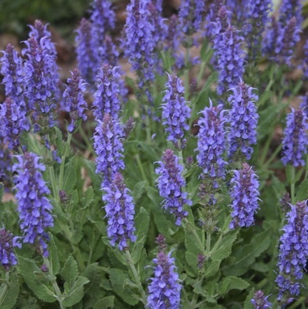 Шалфей пышный "Merleau Blue". Salvia x superba "Merleau Blue".