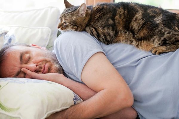 Почему ваша кошка спит на вас?