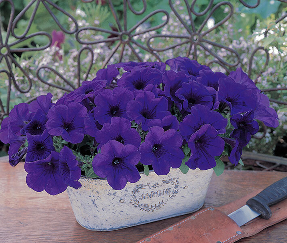 Петуния ампельная Трилоджи Блю F1 (50др) Витагрин Профи