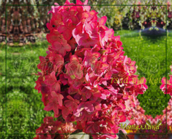 Гортензия метельчатая Металлика (Hydrangea paniculata `Metalica`)