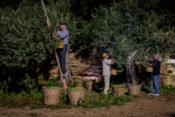 Оливковое масло CENTONZE Case Di Latomie, Biologico, Extra Virgin, темная бутылка, 1 л, Италия