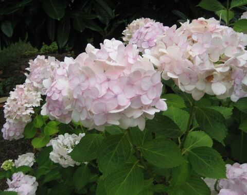 №14 Укорененный черенок Гортензия крупнолистовая МАДАМ ЭМИЛЬ МУЛЬЕ (Hydrangea macrophylla 