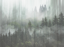 FORESTA 12