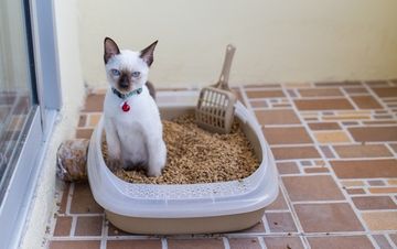 Кошка перестала ходить на лоток Кошка перестала ходить на лоток