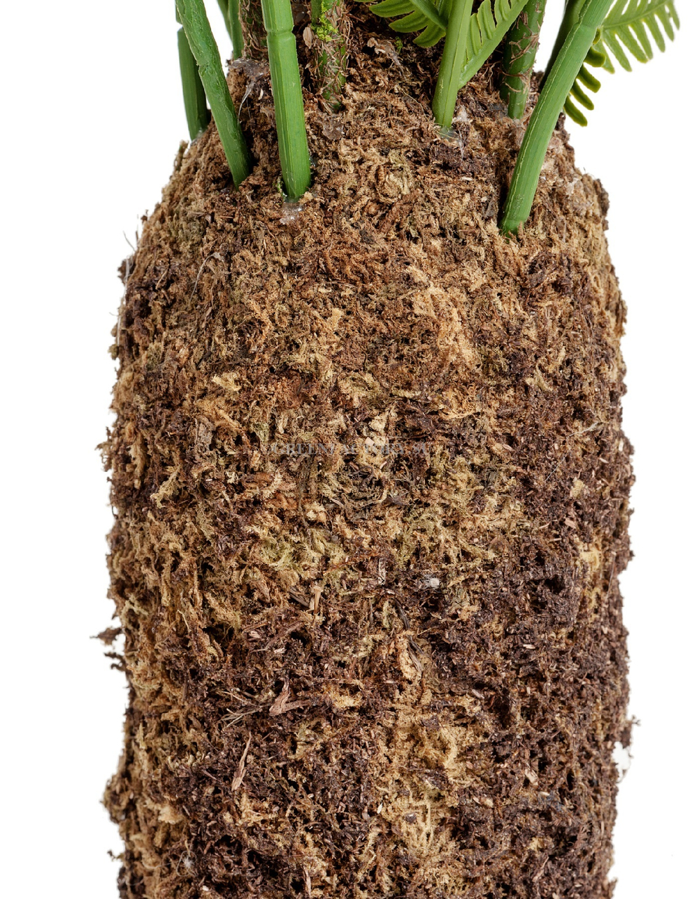 Папоротник Форест древовидный