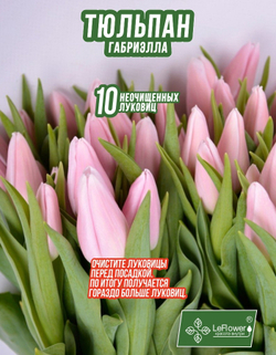 Тюльпан Луковица, Габриэлла, 10шт