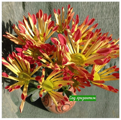 хризантема кустовая двух цветная