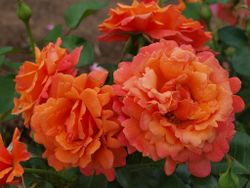 Изи Даз Ит (Easy Does It)