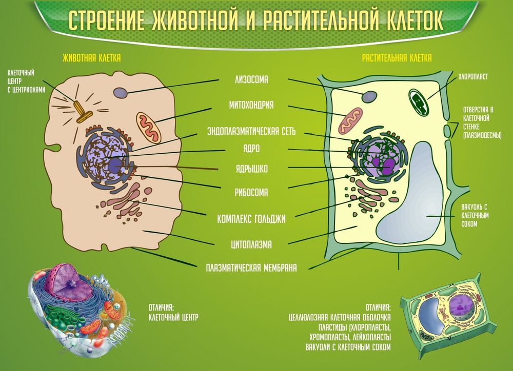 Стенд &quot;Строение животной и растительной клеток&quot;