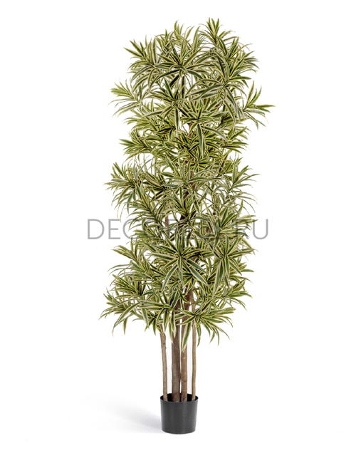 Драцена Рефлекса Золотая 150 см 2/2 10.36705NG