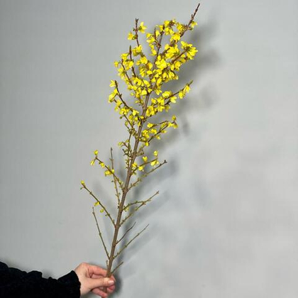 форзиция высокая