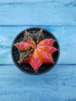 Gymnocalycium Variegata (Гимнокалициум Вариегатный)